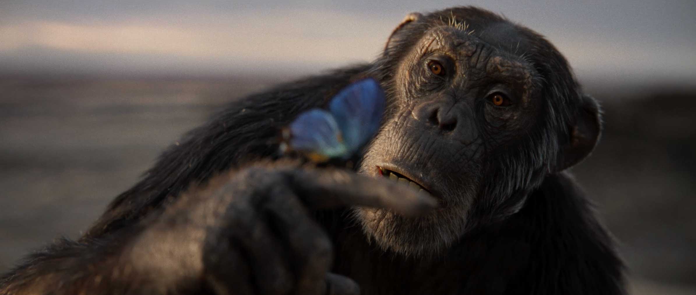 Royal Ontario Museum Opera Chimpanzee by Rune Milton and Chemistry Film | STASH MAGAZINE