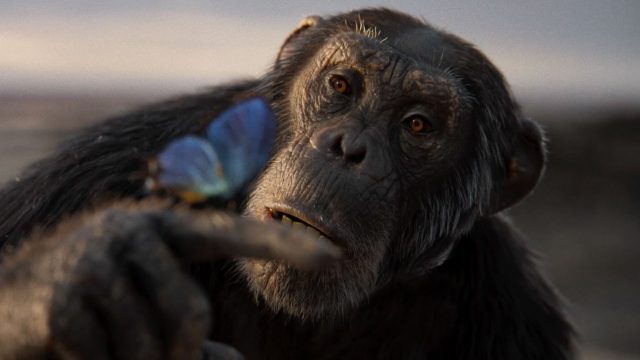 A Soulful Chimpanzee Sings the Praises of History for the Royal Ontario Museum