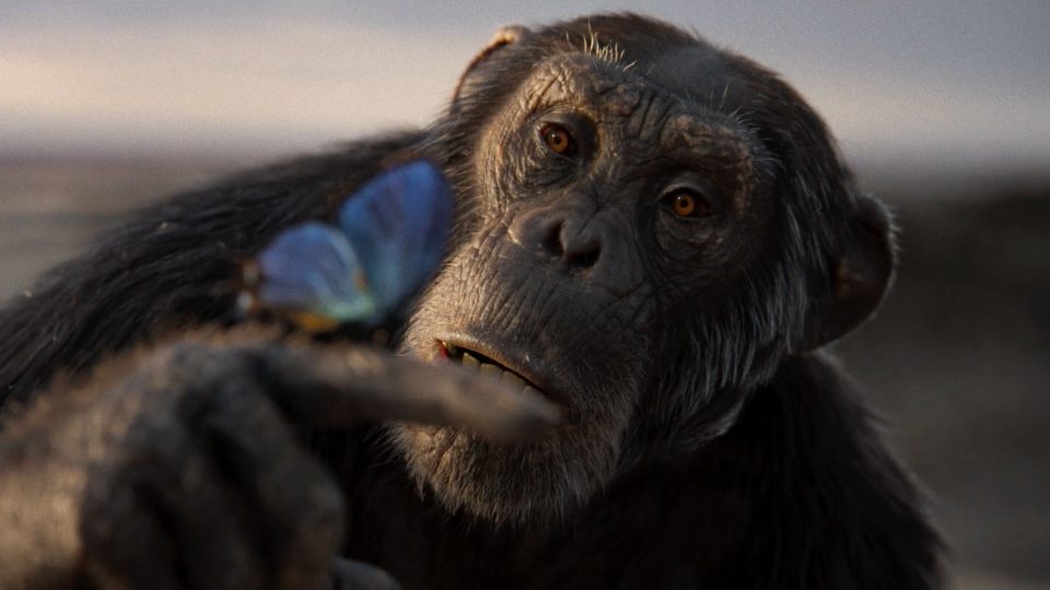 Royal Ontario Museum Opera Chimpanzee by Rune Milton and Chemistry Film | STASH MAGAZINE