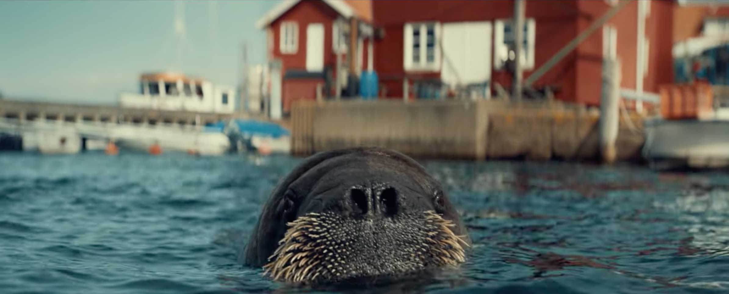 Virgin Media broadband Walrus Whizzer by Untold Studios and Andreas Nilsson | STASH MAGAZINE